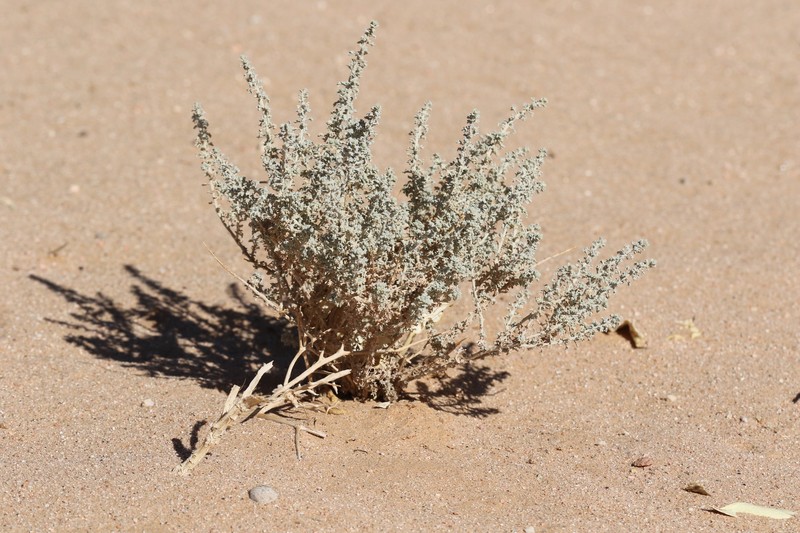 Artemisia judaica subsp. sahariensis photo 3