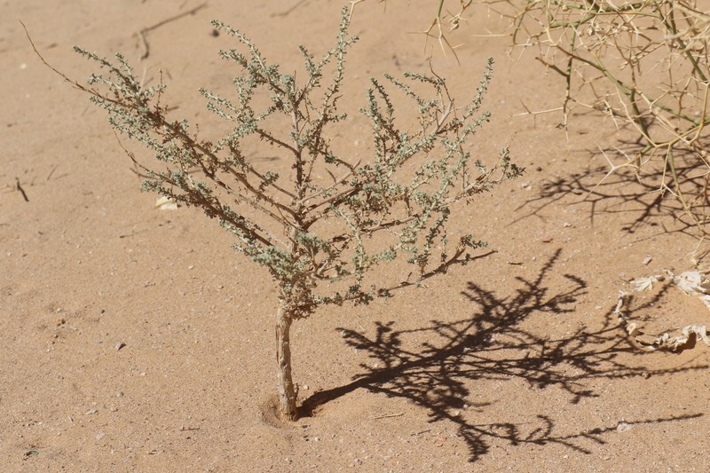 Artemisia judaica subsp. sahariensis photo 4