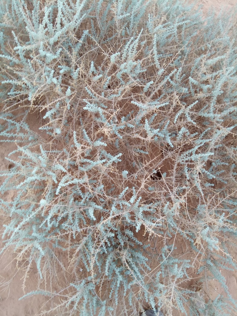 Artemisia judaica subsp. sahariensis photo 5