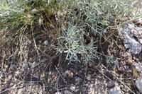 Artemisia juncea