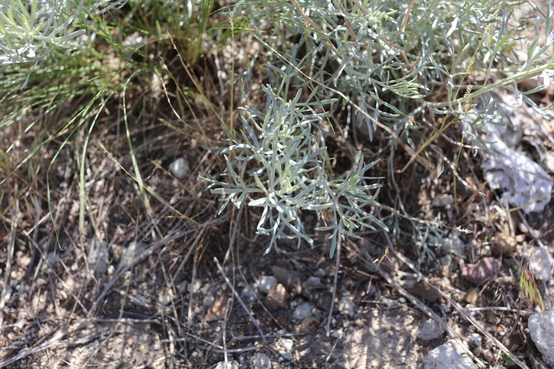Artemisia juncea