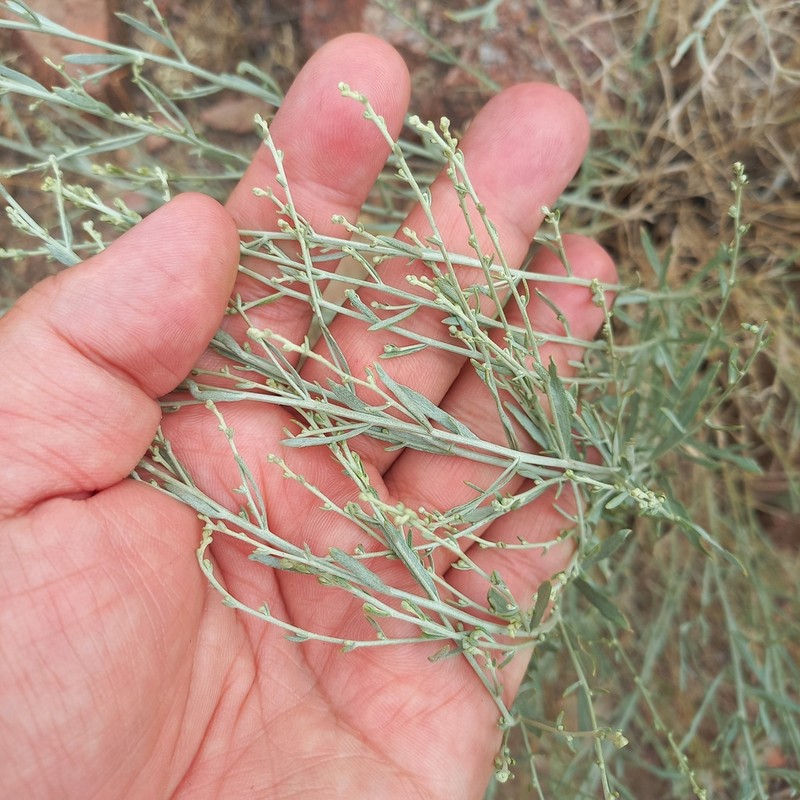 Artemisia juncea photo 2