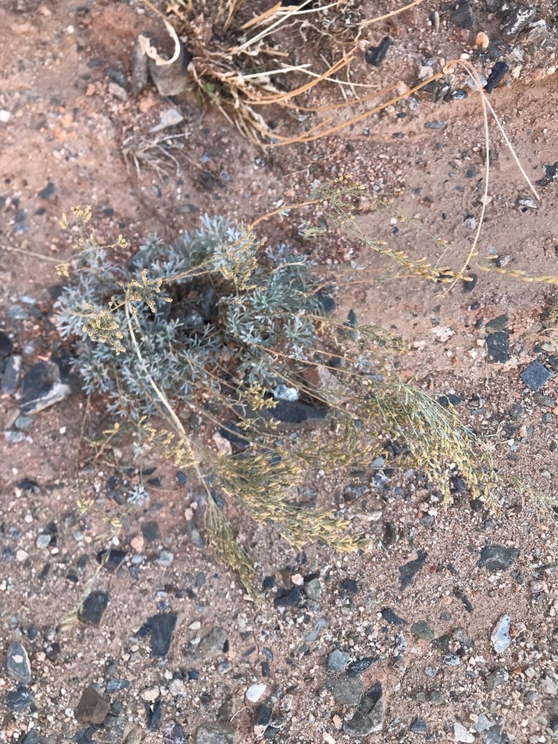 Artemisia juncea photo 3