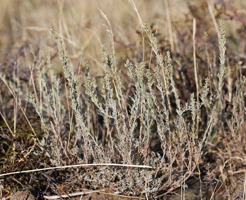 Artemisia juncea photo 4