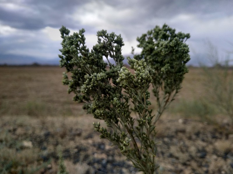 Artemisia juncea photo 5