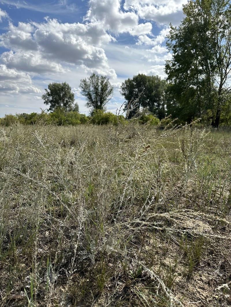Artemisia juncea photo 6