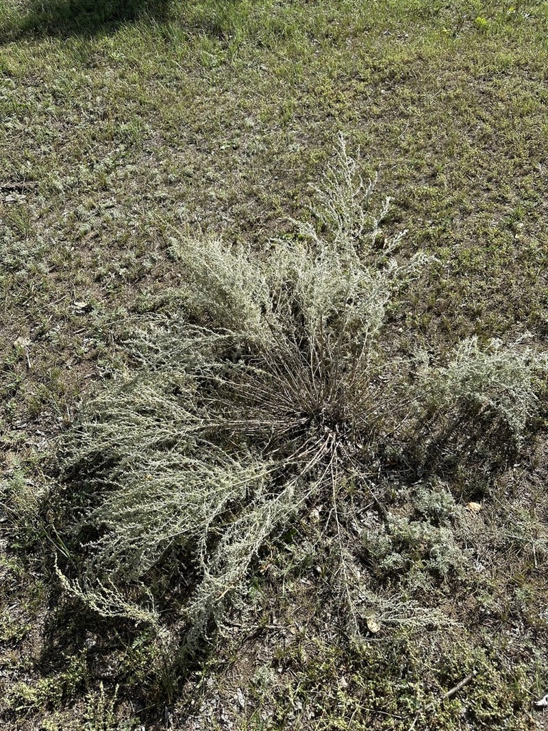 Artemisia juncea photo 7