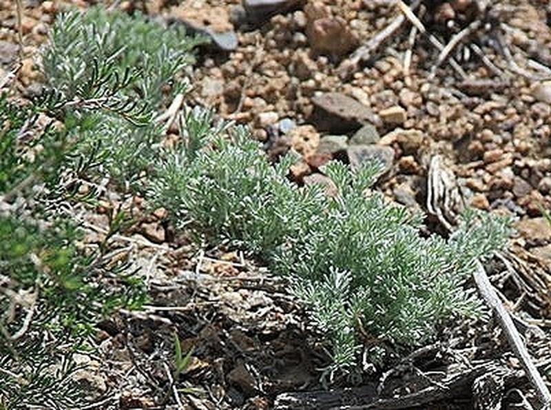 Artemisia juncea photo 8