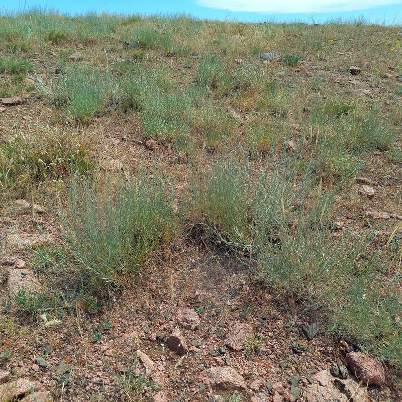 Artemisia juncea