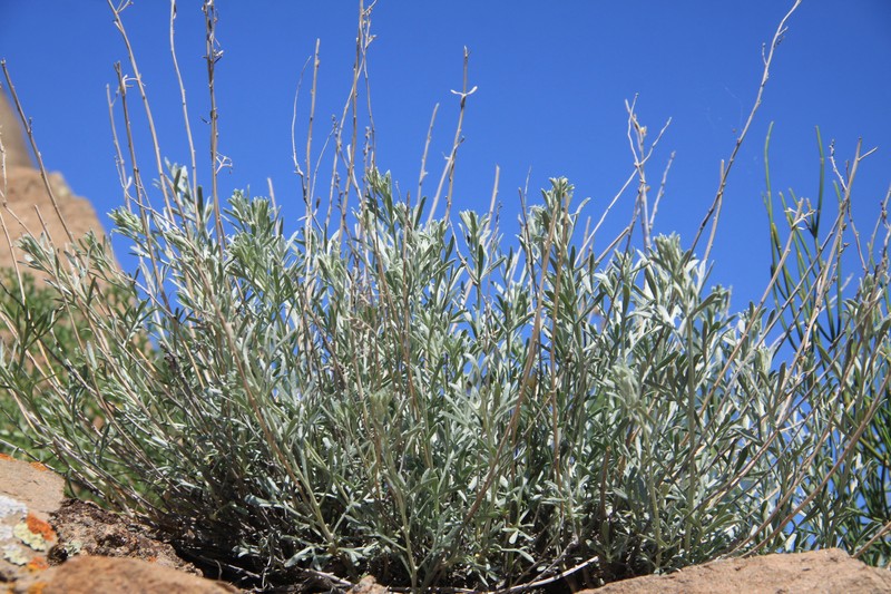 Artemisia juncea photo 3
