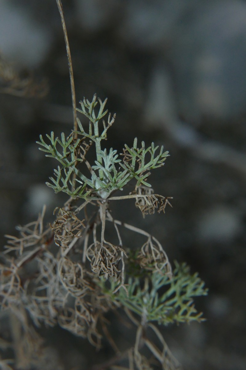 Artemisia kabylica