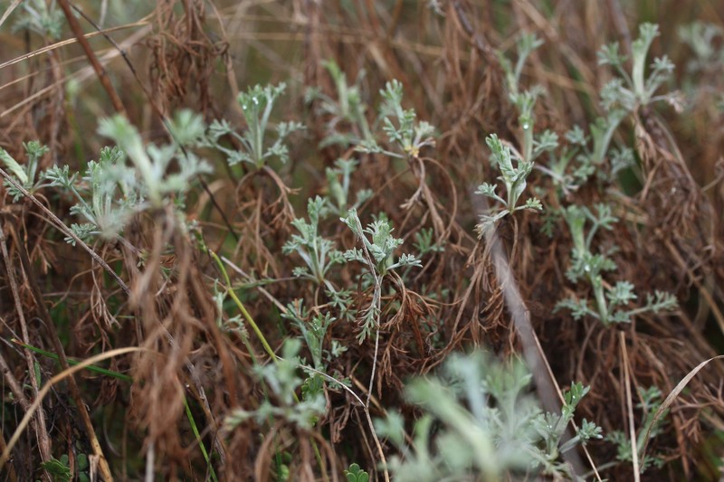 Artemisia kabylica photo 2