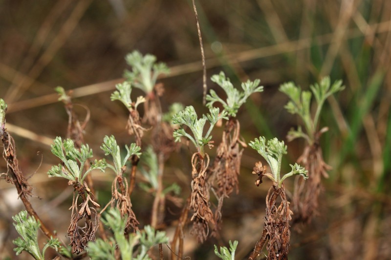 Artemisia kabylica photo 3