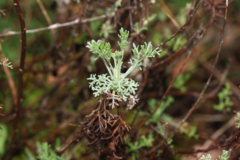 Artemisia kabylica photo 4