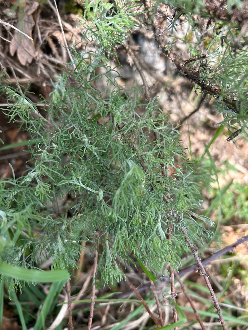 Artemisia kabylica photo 5