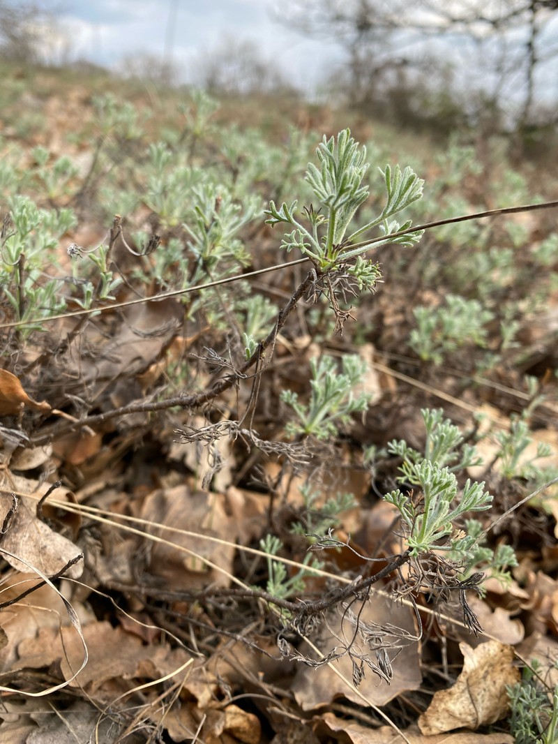 Artemisia kabylica photo 6