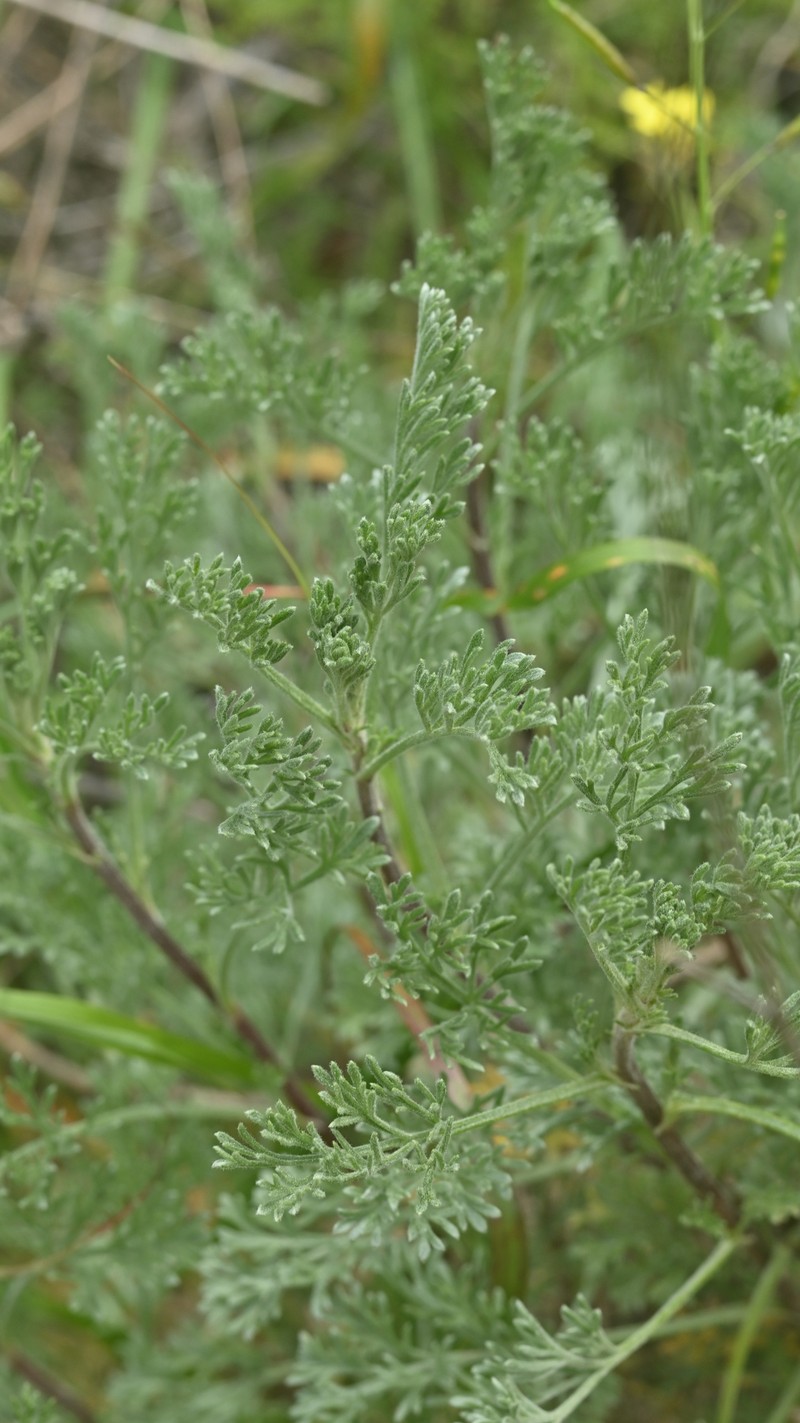 Artemisia kabylica photo 7