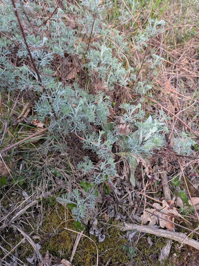 Artemisia kabylica photo 8