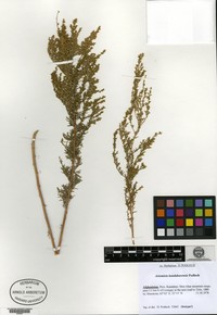 Artemisia kandaharensis