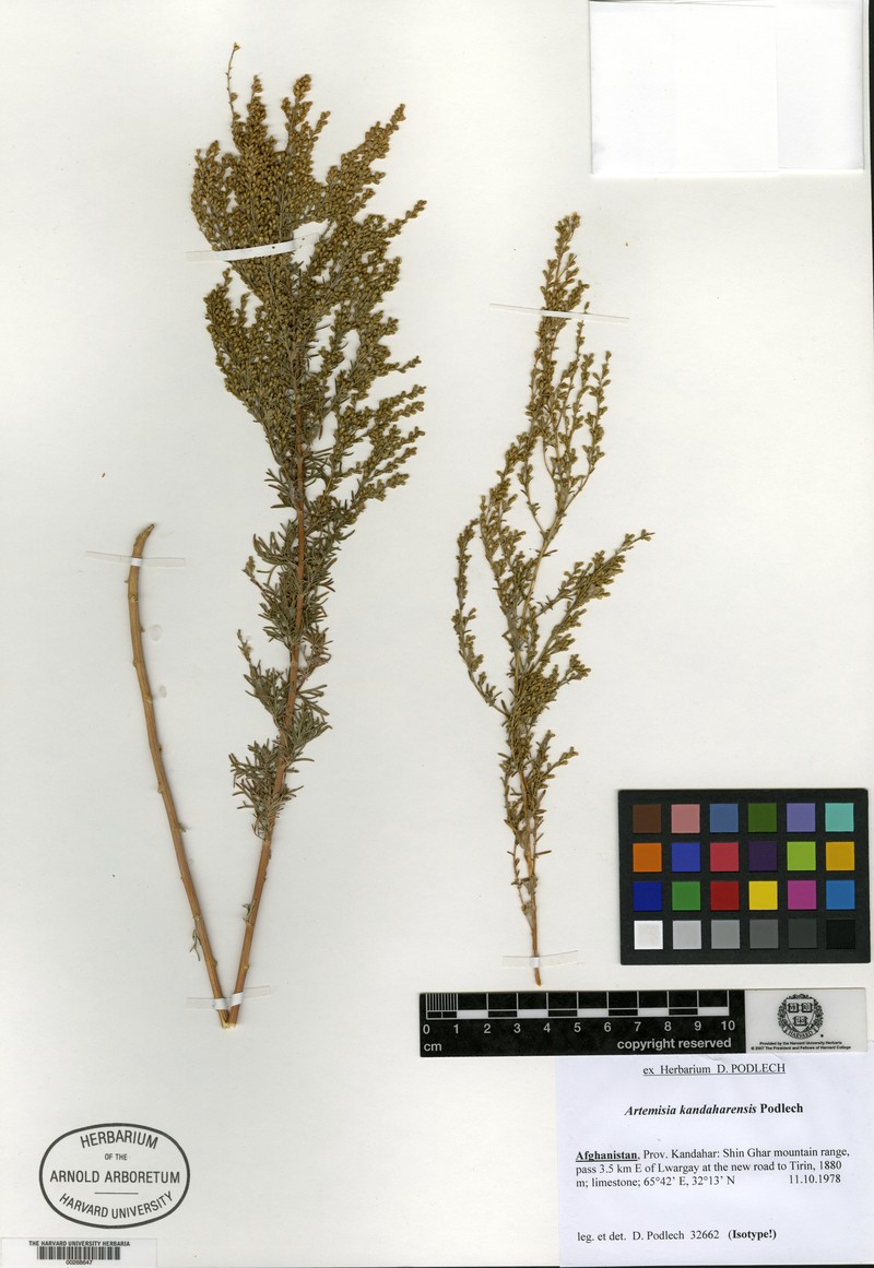 Artemisia kandaharensis