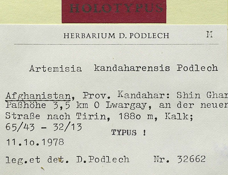 Artemisia kandaharensis photo 2