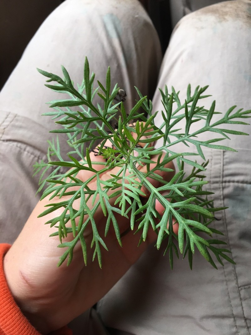 Kauai Wormwood photo 2