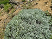 Kauai Wormwood