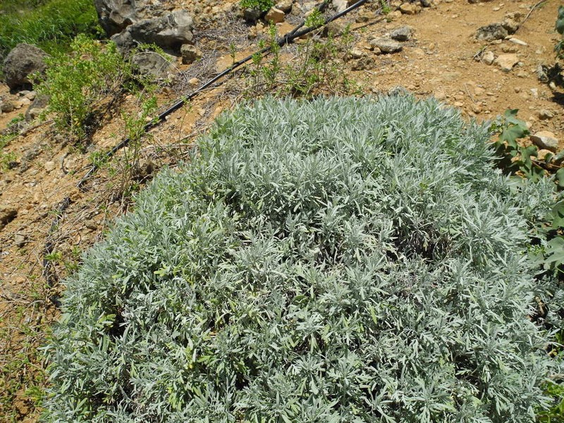 Kauai Wormwood
