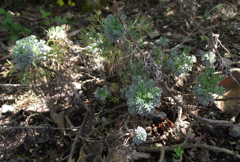 Artemisia kawakamii