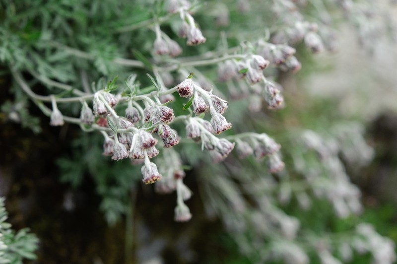 Artemisia kawakamii photo 2