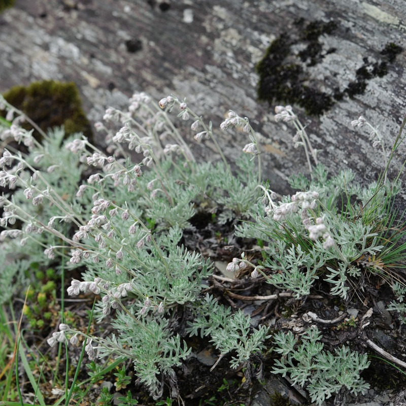 Artemisia kawakamii photo 3