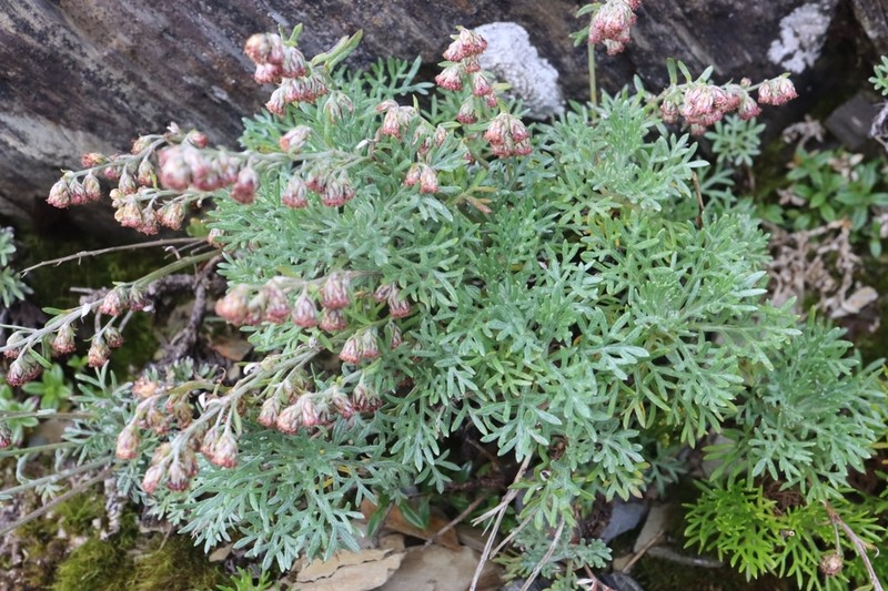 Artemisia kawakamii photo 4