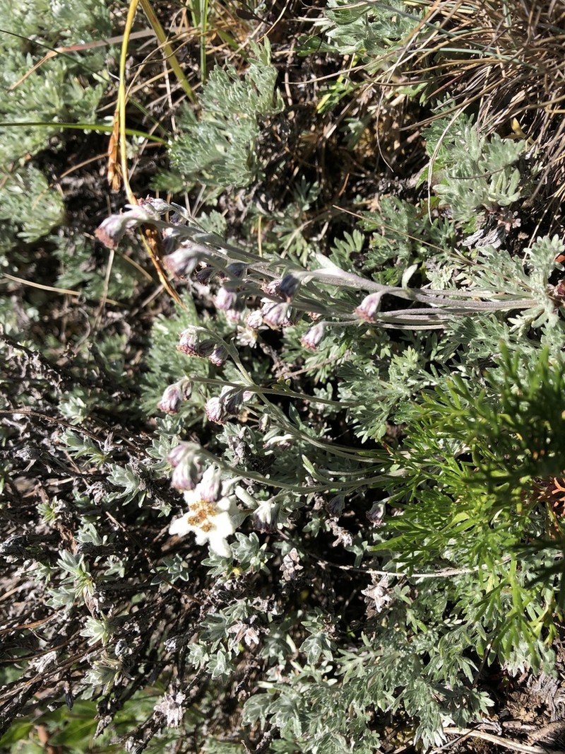 Artemisia kawakamii photo 6