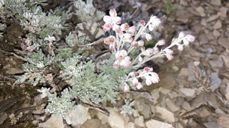 Artemisia kawakamii photo 7