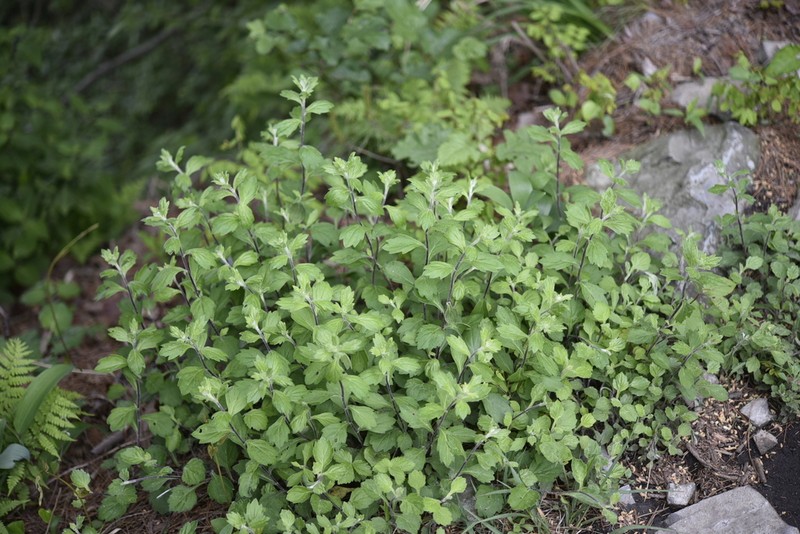 Artemisia keiskeana