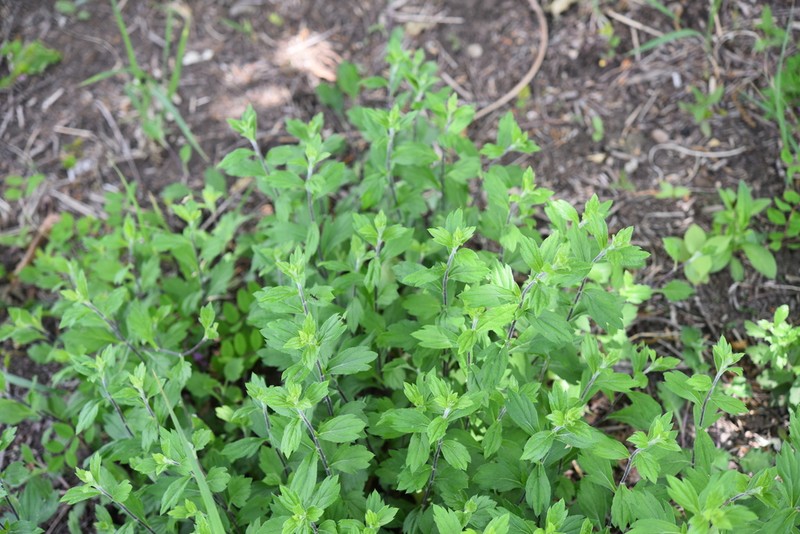 Artemisia keiskeana photo 2