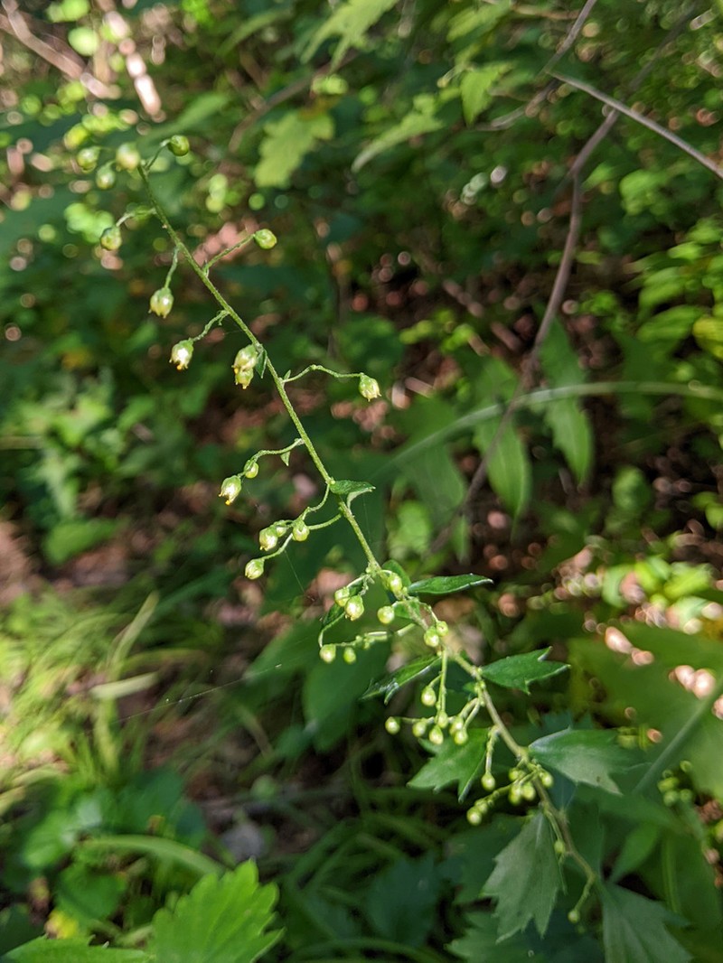 Artemisia keiskeana photo 8