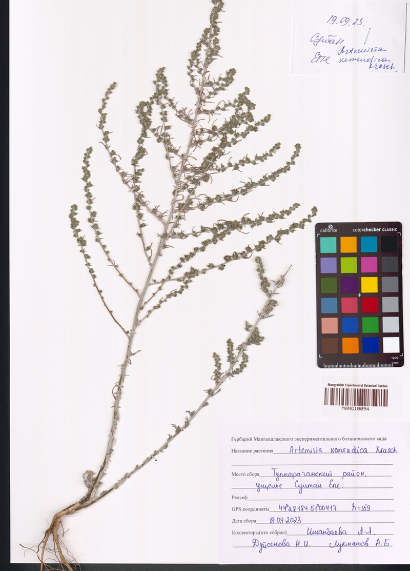 Artemisia kemrudica photo 2