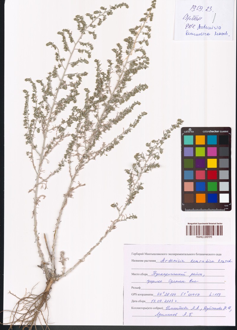 Artemisia kemrudica photo 3