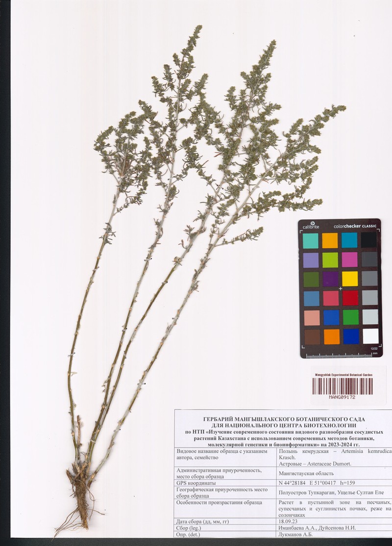Artemisia kemrudica photo 4