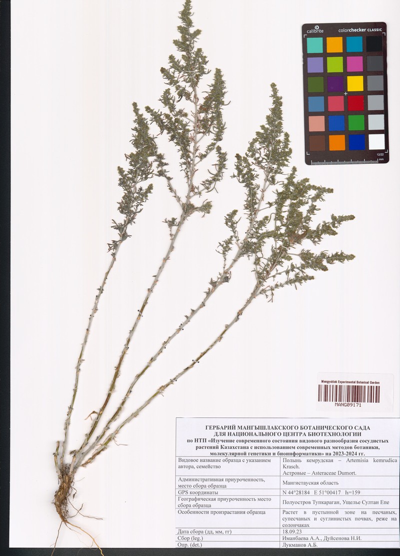 Artemisia kemrudica photo 5