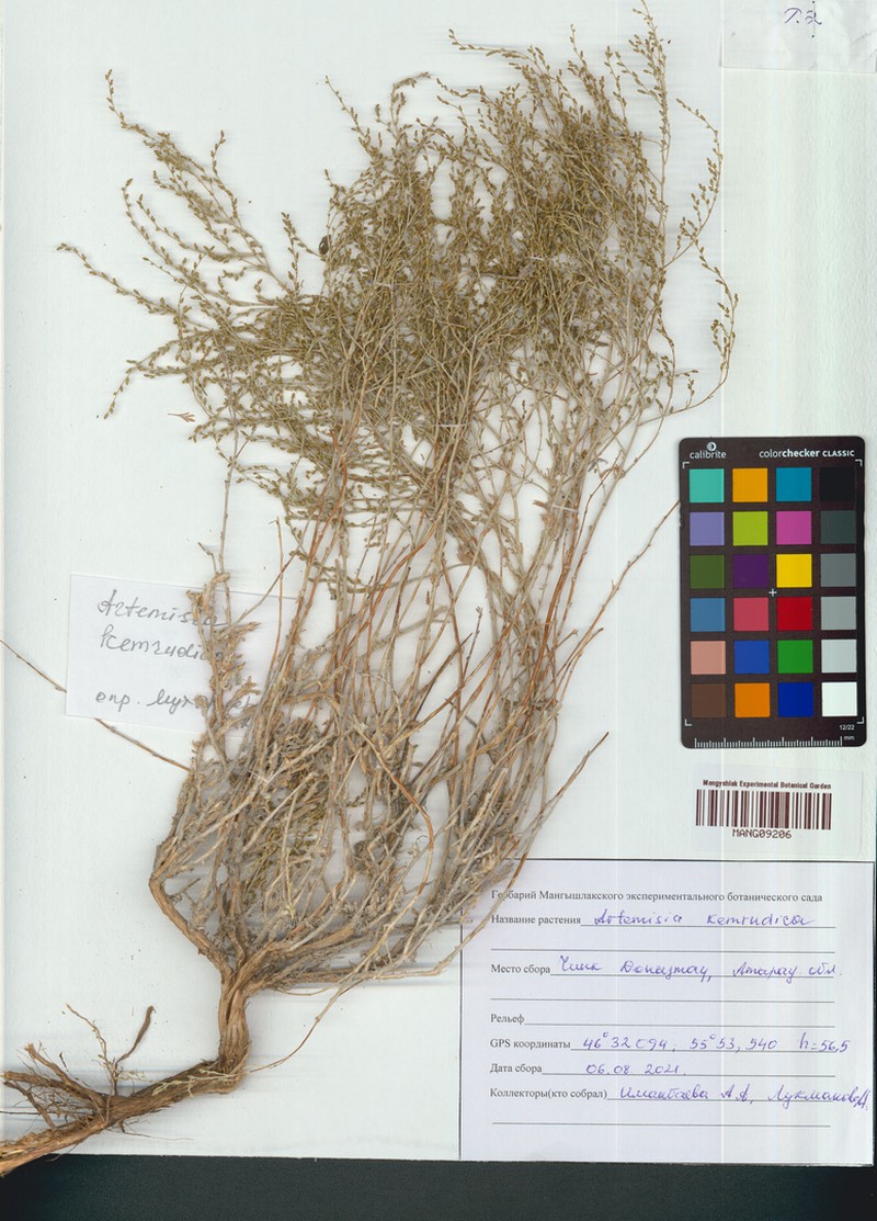 Artemisia kemrudica photo 6
