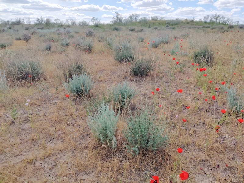 Artemisia kemrudica