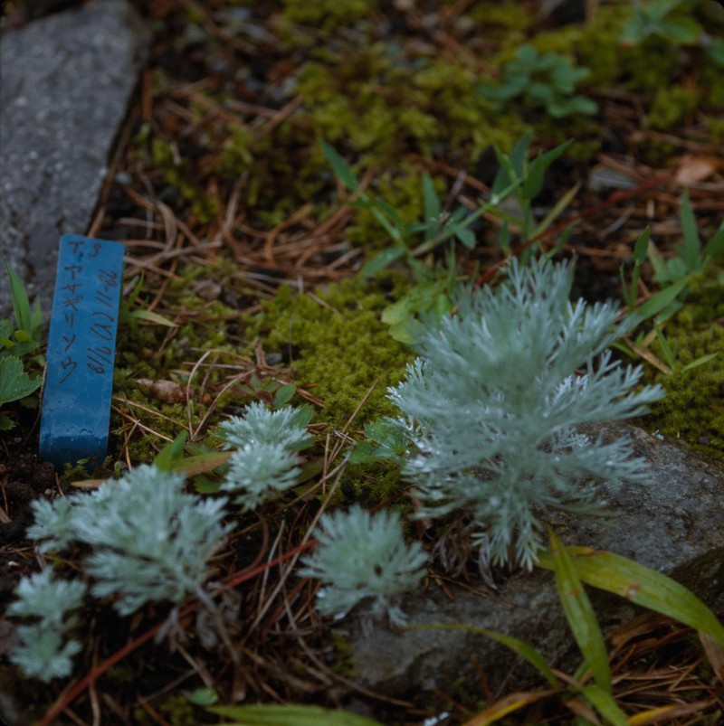 Artemisia kitadakensis