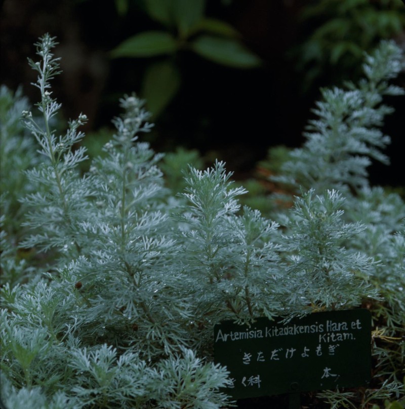 Artemisia kitadakensis photo 3