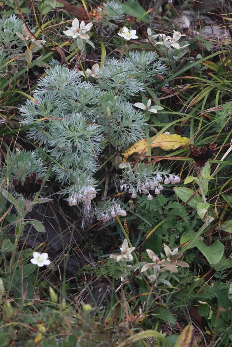 Artemisia kitadakensis