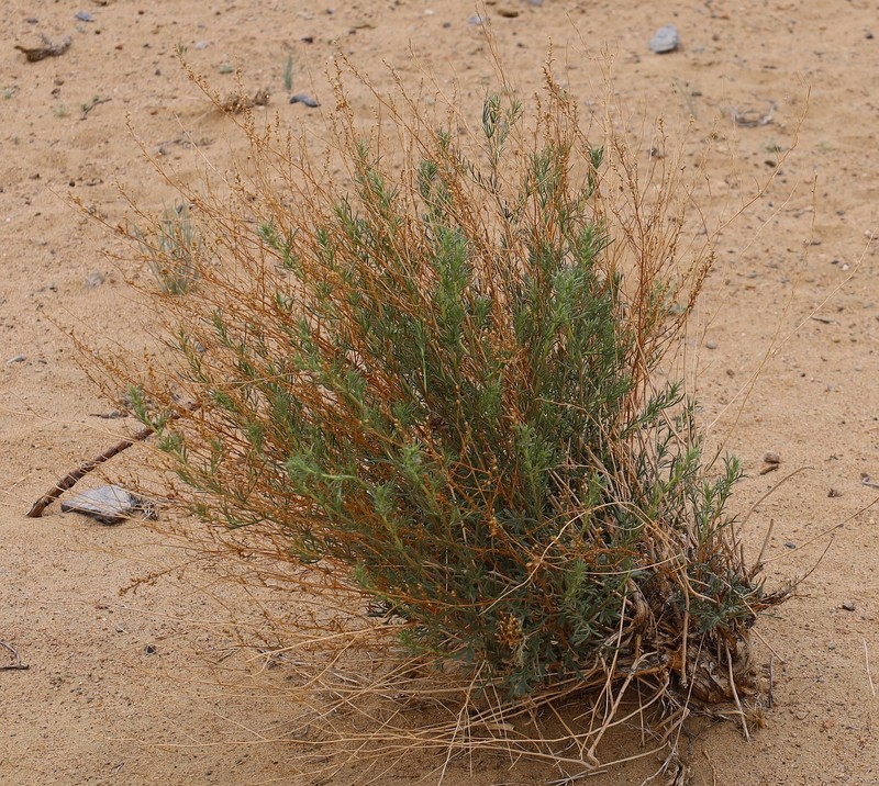 Artemisia klementzae photo 2