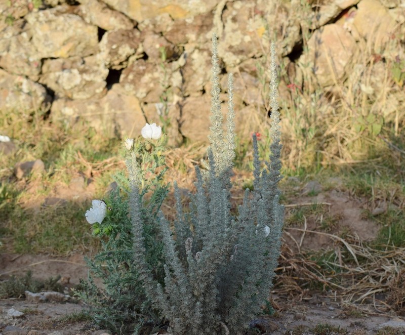 Artemisia klotzschiana photo 2