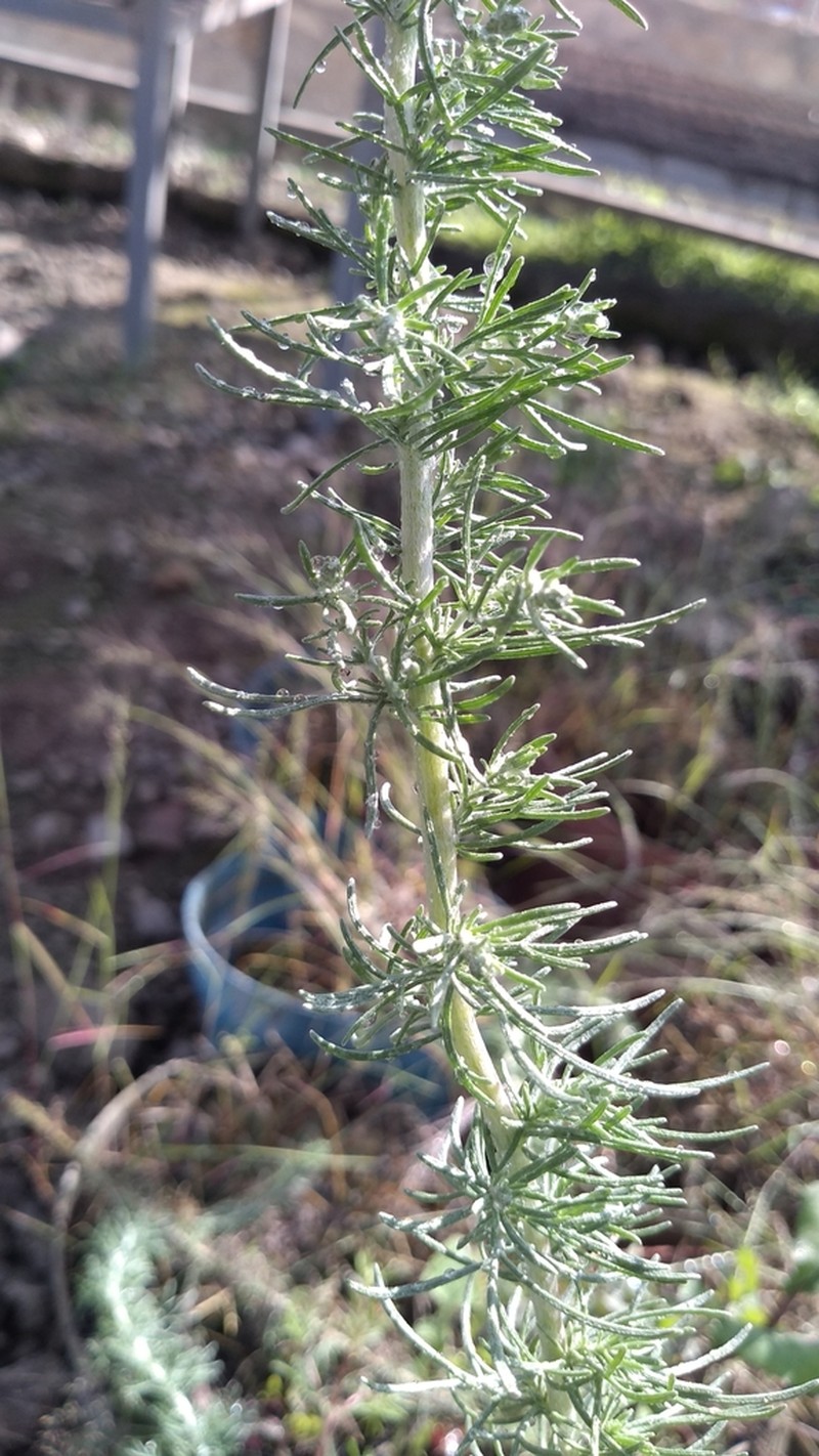 Artemisia klotzschiana photo 3