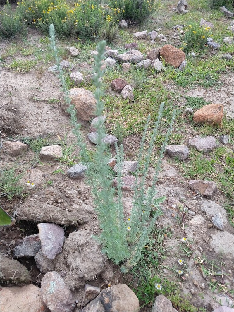 Artemisia klotzschiana photo 4